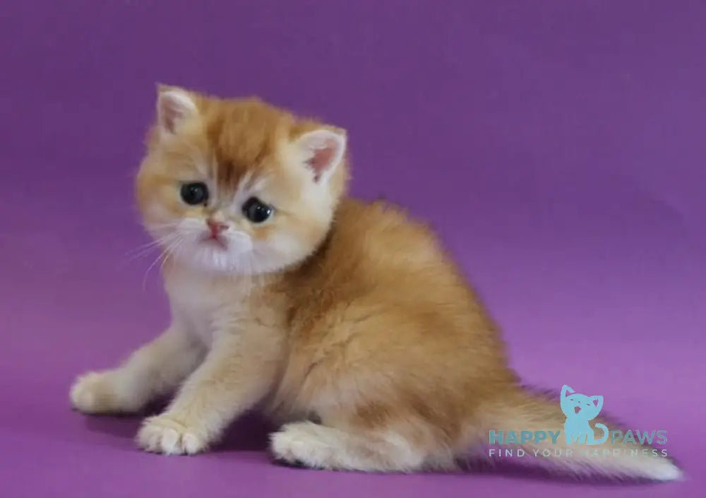 Danya Scottish Straight male black golden shaded live animals