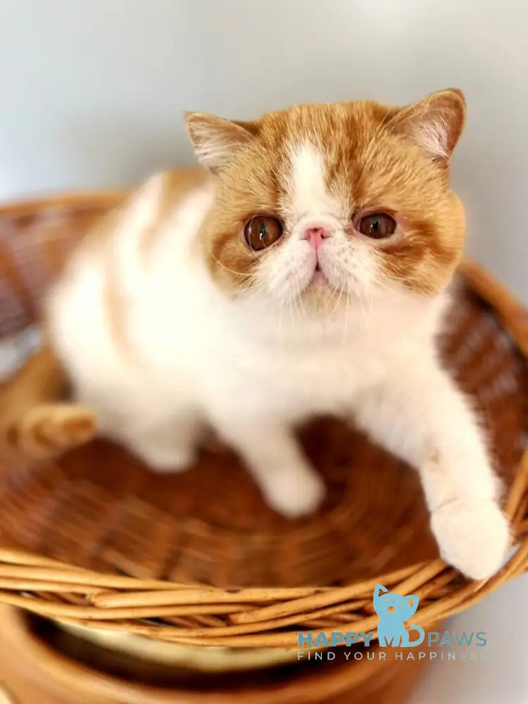 Danyel Exotic female red bicolour live animals