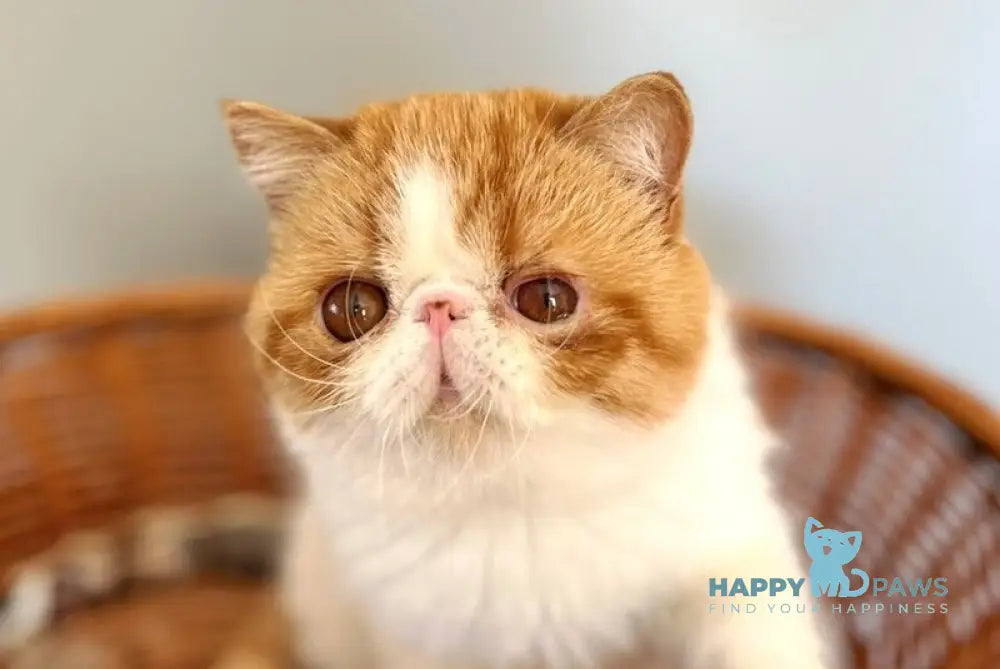 Danyel Exotic female red bicolour live animals