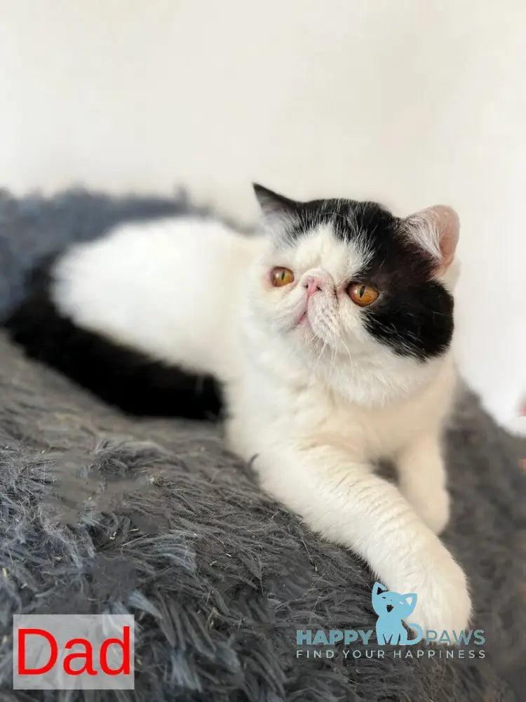 Danyel Exotic female red bicolour live animals