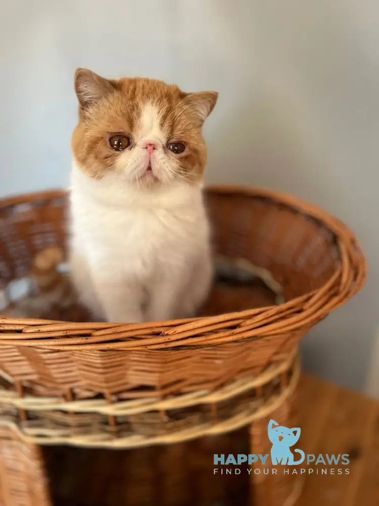 Danyel Exotic female red bicolour live animals