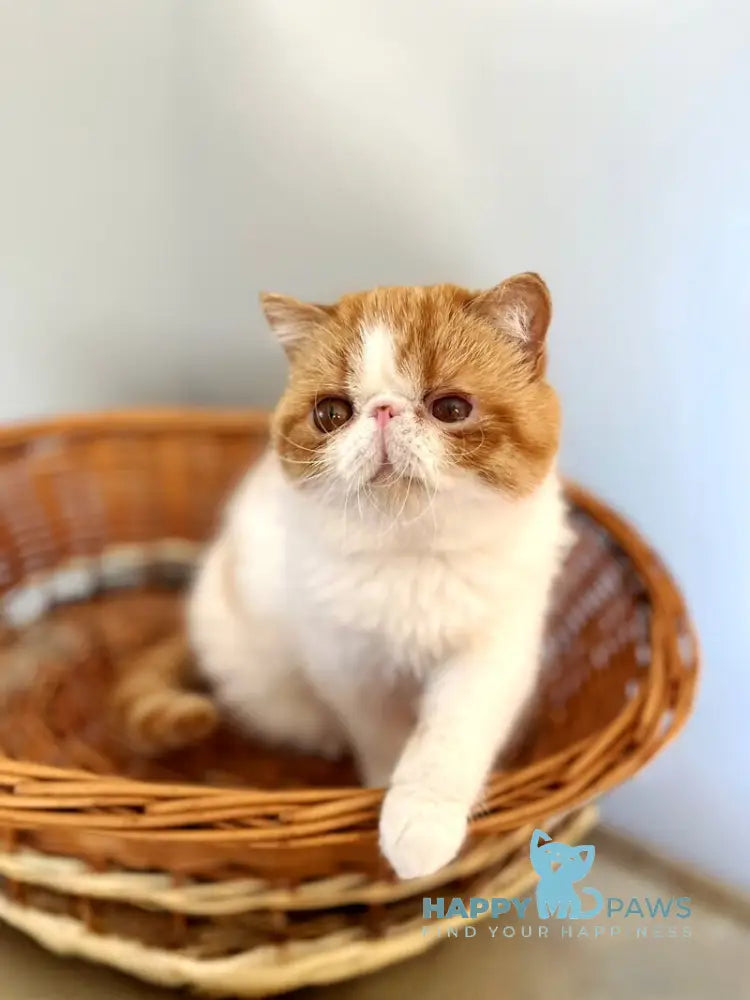 Danyel Exotic female red bicolour live animals