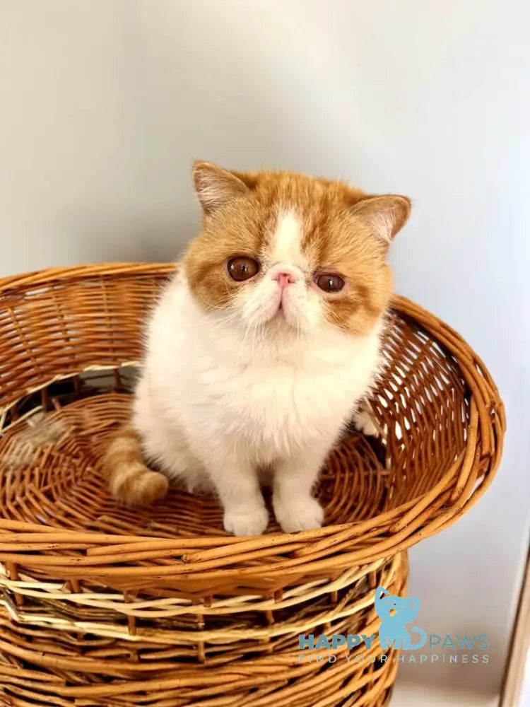 Danyel Exotic female red bicolour live animals