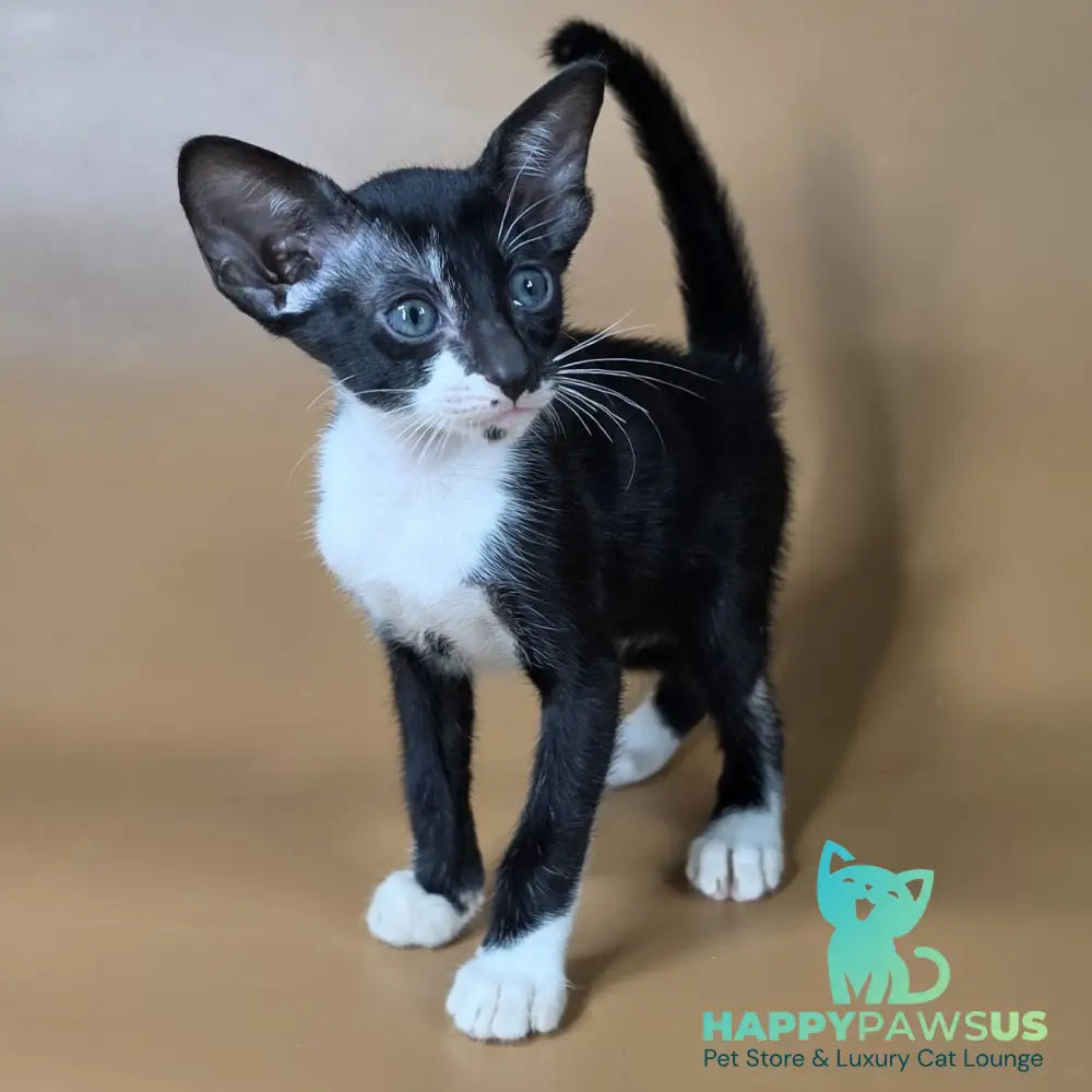 Daphne Oriental Shorthair female black bicolour - live animals