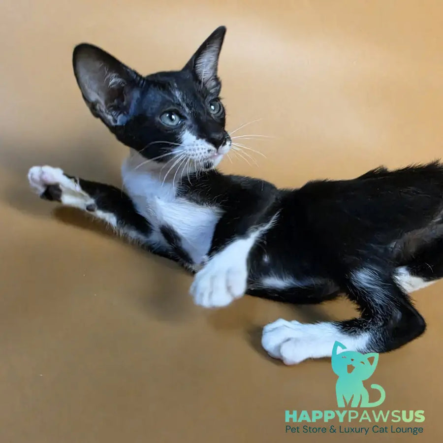 Daphne Oriental Shorthair female black bicolour - live animals