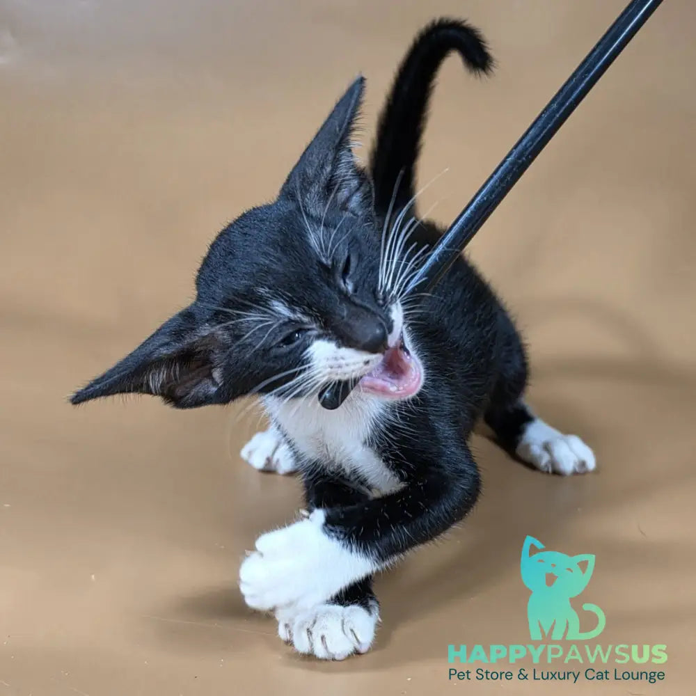 Daphne Oriental Shorthair female black bicolour - live animals