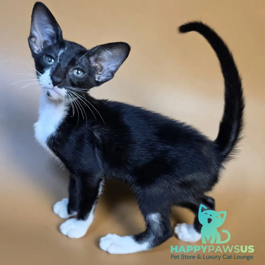 Daphne Oriental Shorthair female black bicolour - live animals