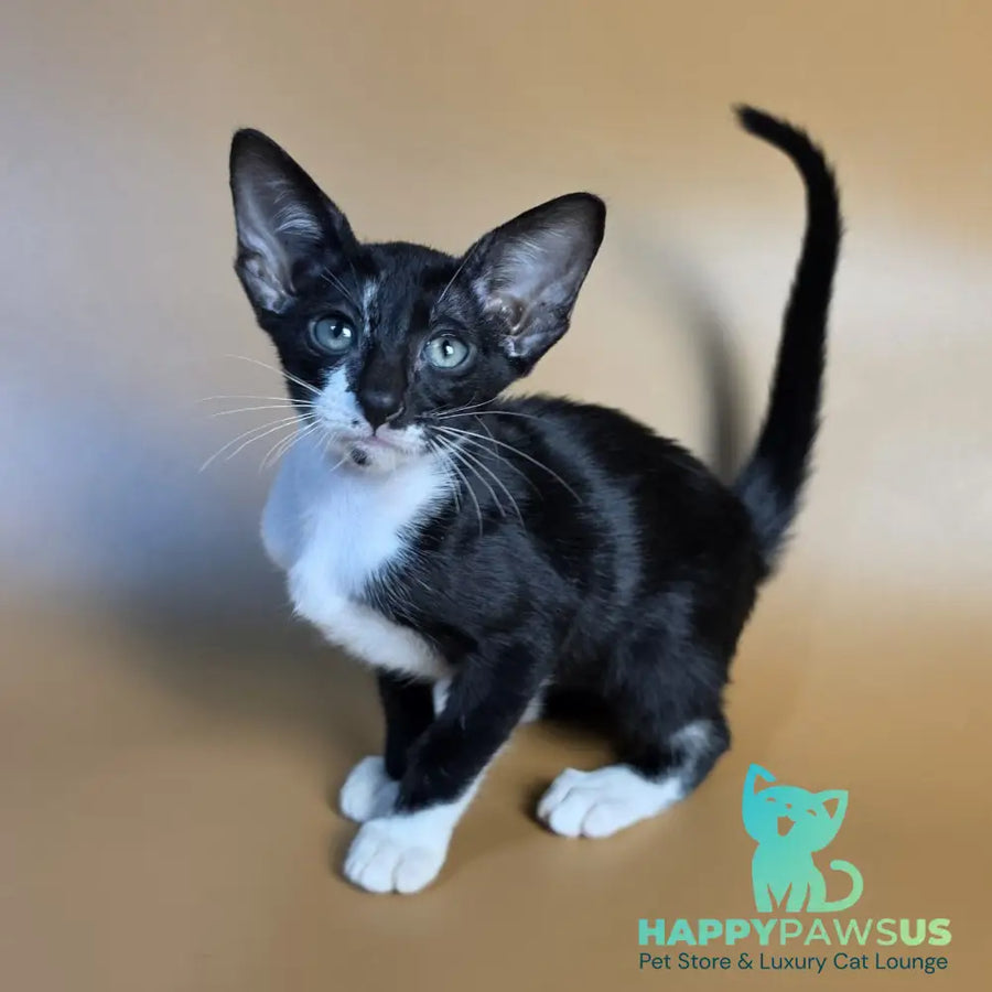 Daphne Oriental Shorthair female black bicolour - live animals