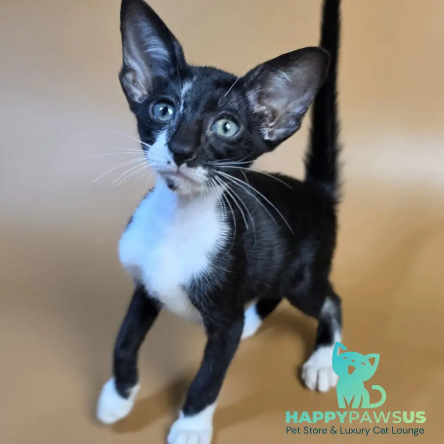 Daphne Oriental Shorthair female black bicolour - live animals