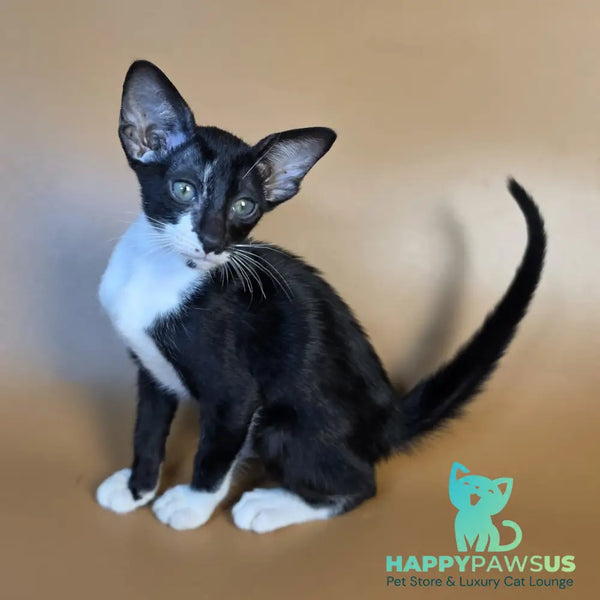 Daphne Oriental Shorthair female black bicolour - live animals