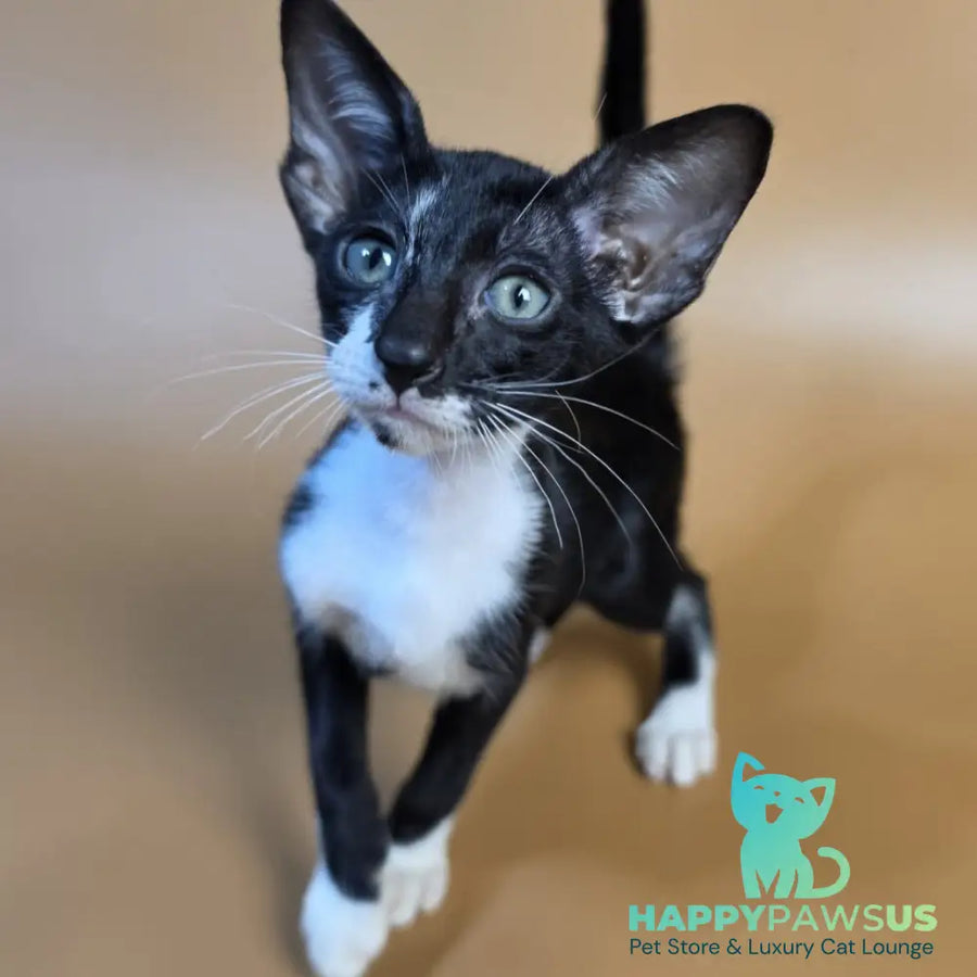 Daphne Oriental Shorthair female black bicolour - live animals