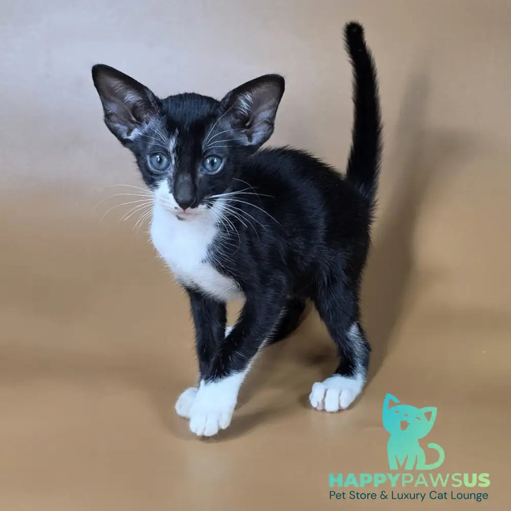 Daphne Oriental Shorthair female black bicolour - live animals