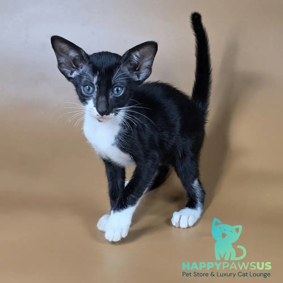 Daphne Oriental Shorthair female black bicolour - live animals