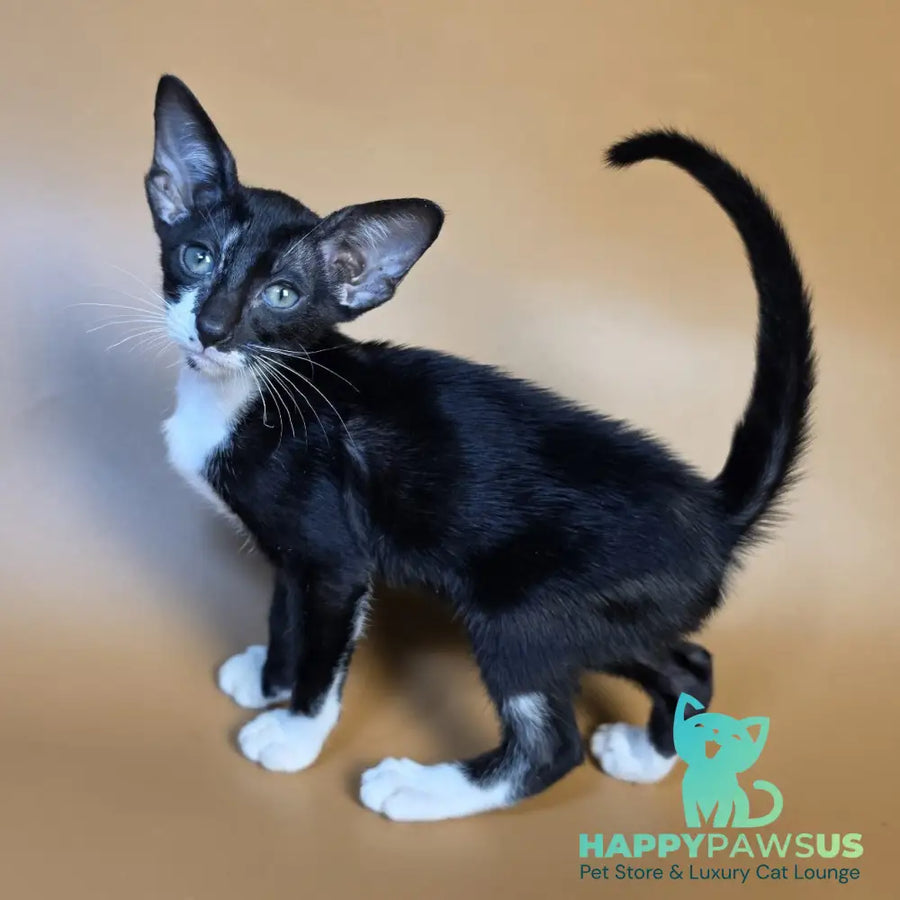 Daphne Oriental Shorthair female black bicolour - live animals
