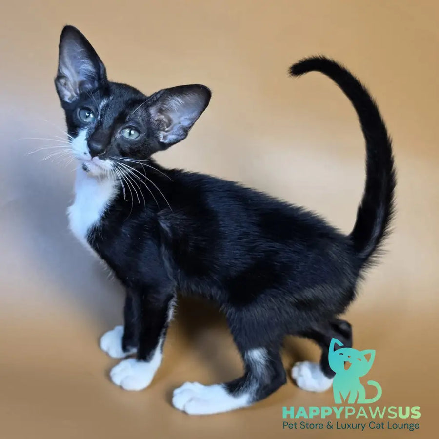 Daphne Oriental Shorthair female black bicolour - live animals