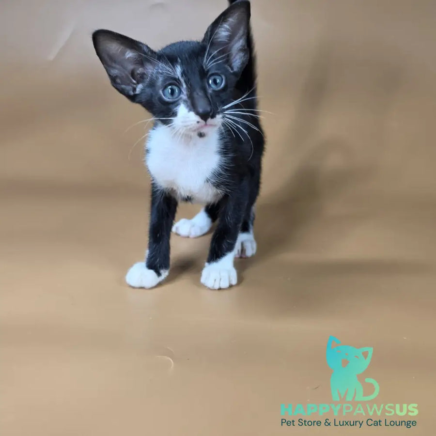 Daphne Oriental Shorthair female black bicolour - live animals