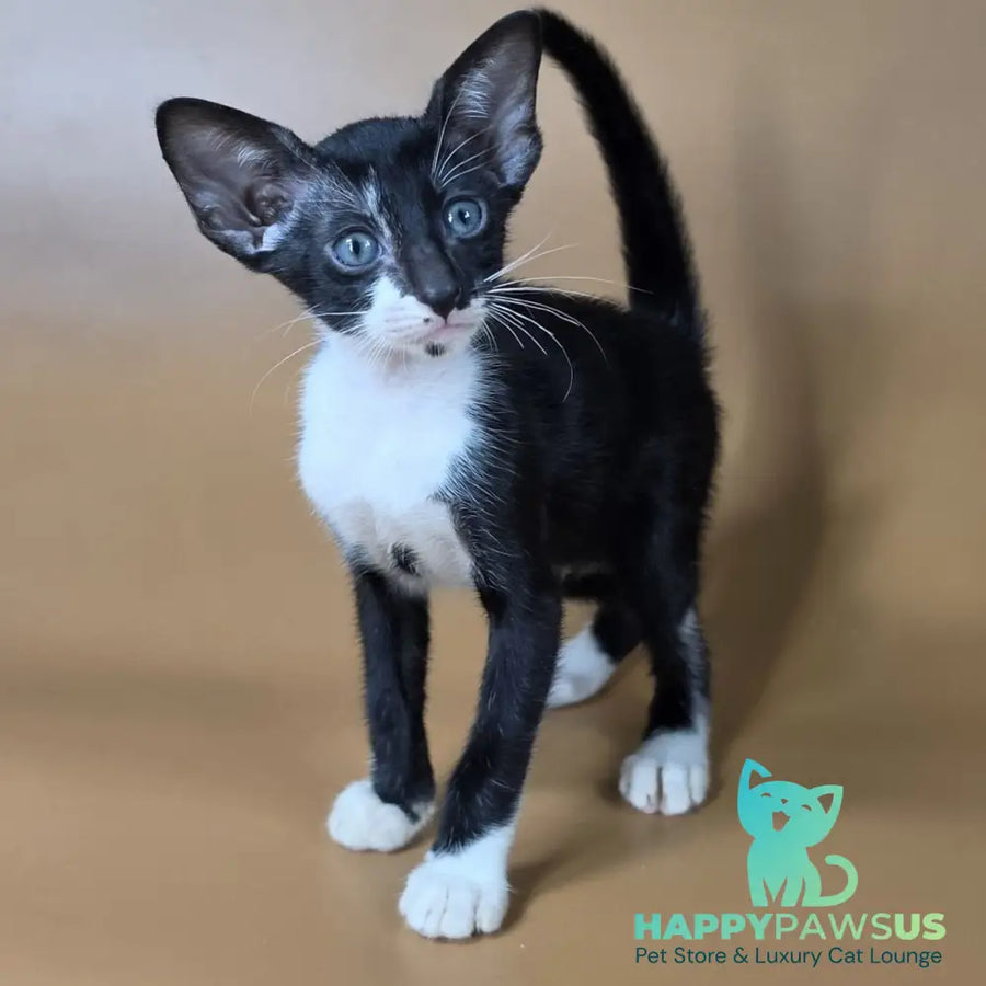 Daphne Oriental Shorthair female black bicolour - live animals