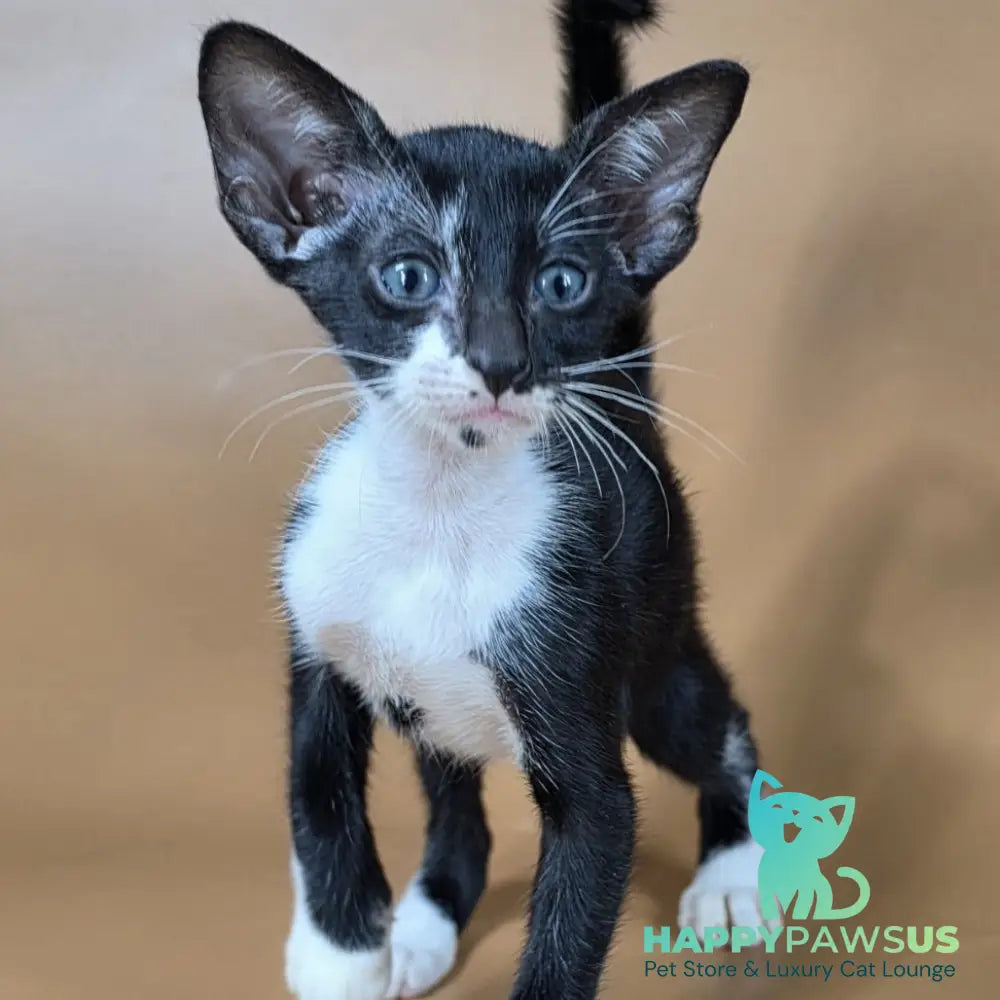 Daphne Oriental Shorthair female black bicolour - live animals