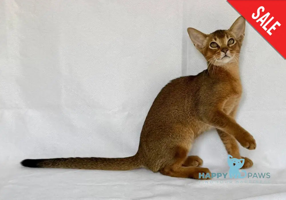 Dar Abyssinian male ruddy live animals