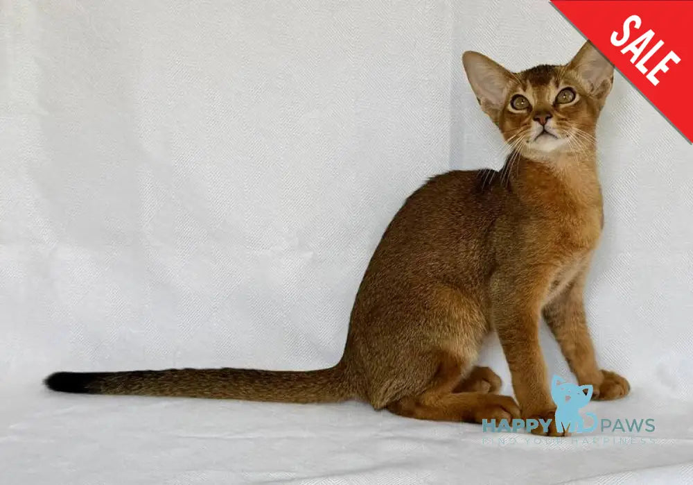 Dar Abyssinian male ruddy live animals