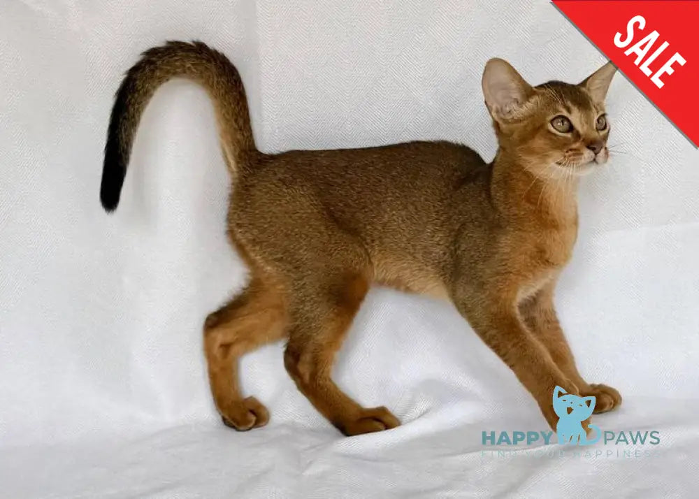 Dar Abyssinian male ruddy live animals