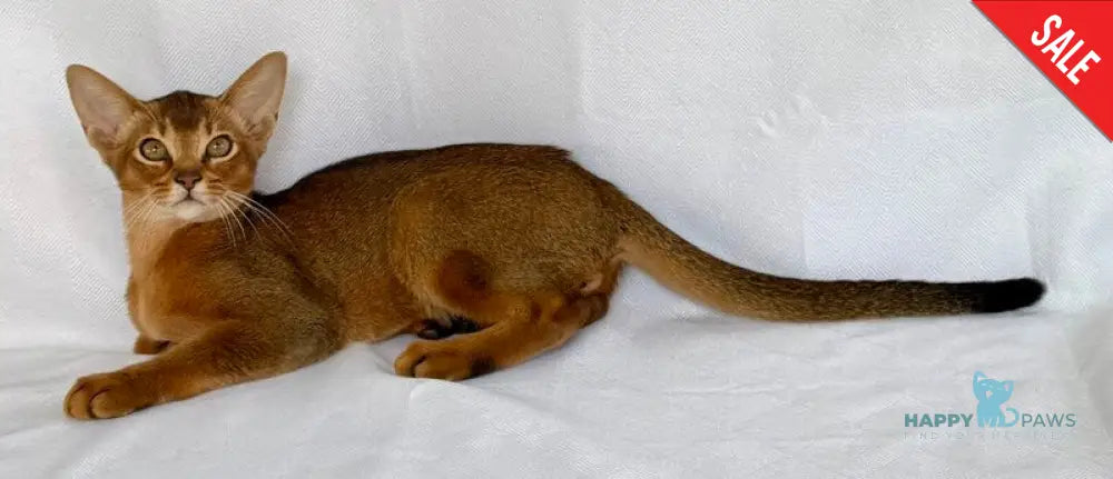 Dar Abyssinian male ruddy live animals
