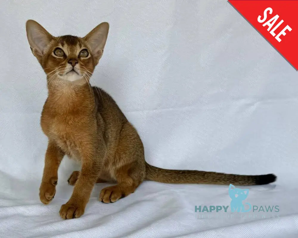 Dar Abyssinian male ruddy live animals