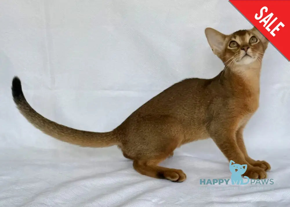 Dar Abyssinian male ruddy live animals