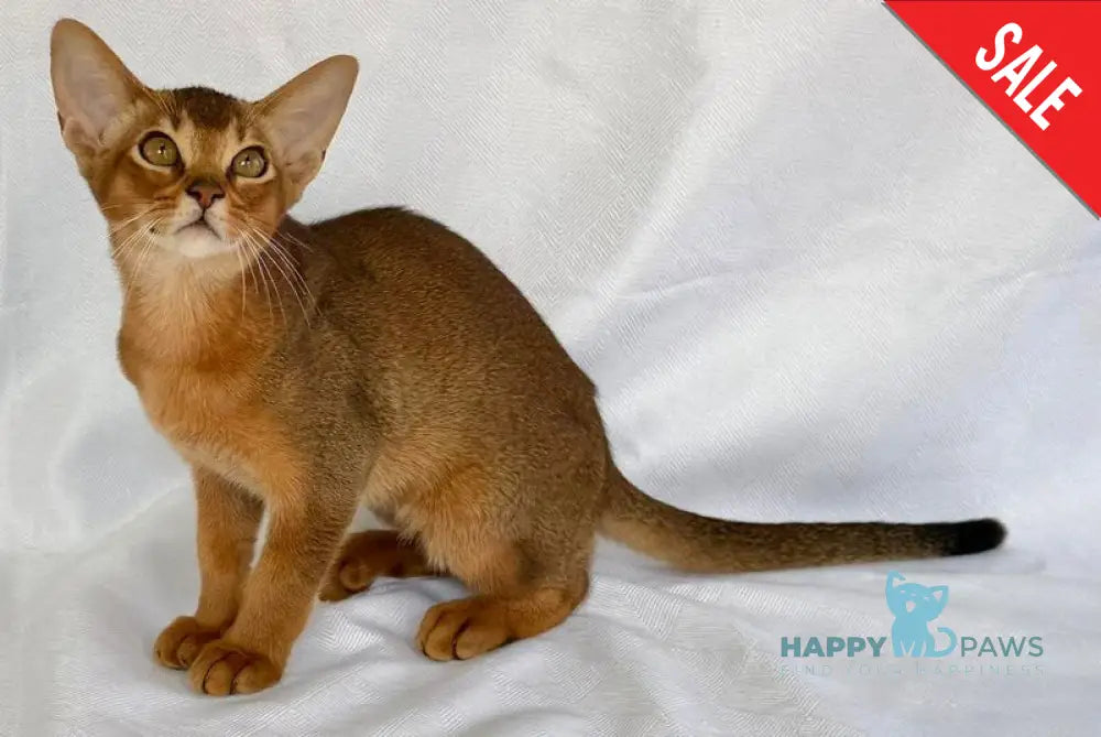 Dar Abyssinian male ruddy live animals