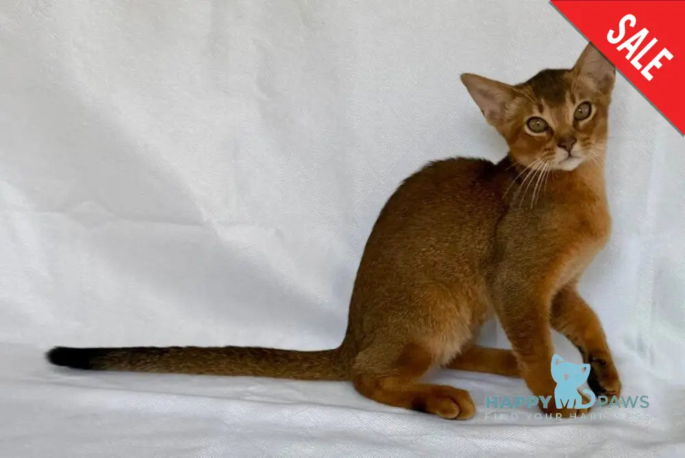 Dar Abyssinian male ruddy live animals