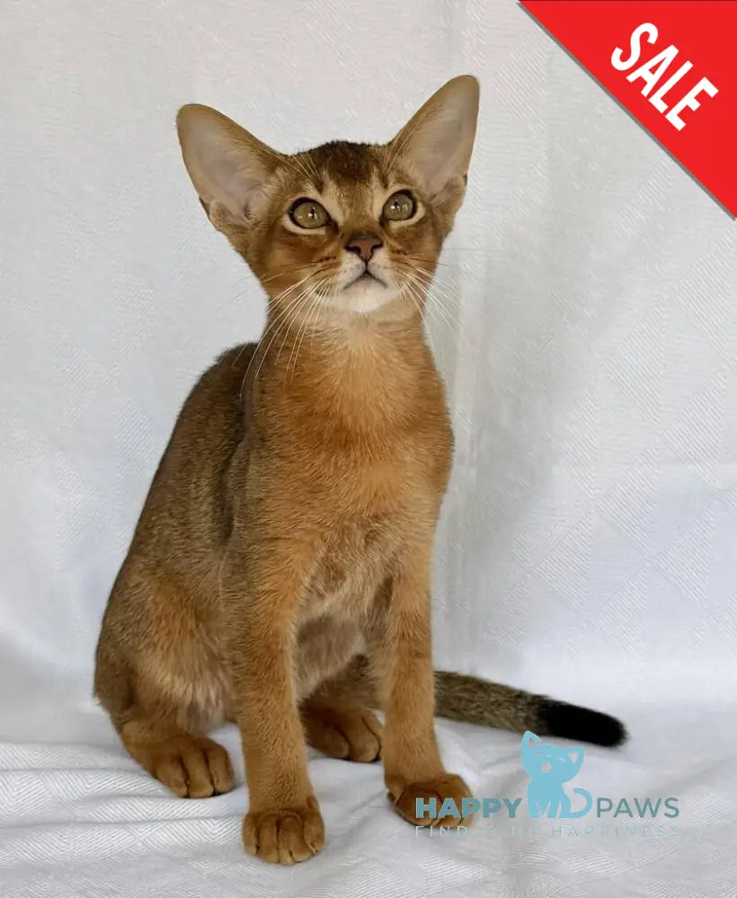 Dar Abyssinian male ruddy live animals