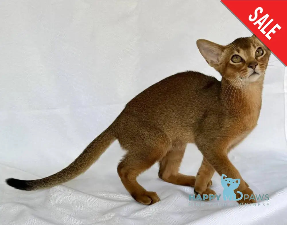 Dar Abyssinian male ruddy live animals