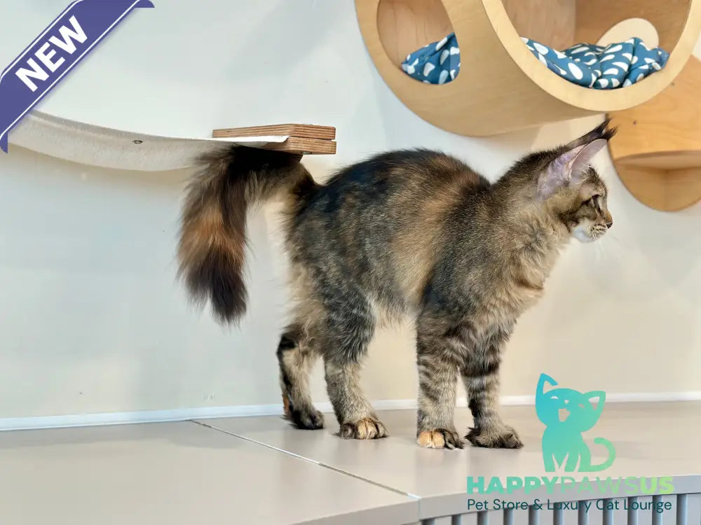 Dara Maine Coon polydactyl female tortie ticked tabby - live animals