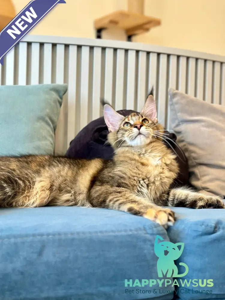 Dara Maine Coon polydactyl female tortie ticked tabby - live animals