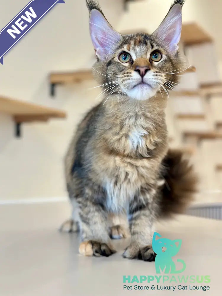 Dara Maine Coon polydactyl female tortie ticked tabby - live animals