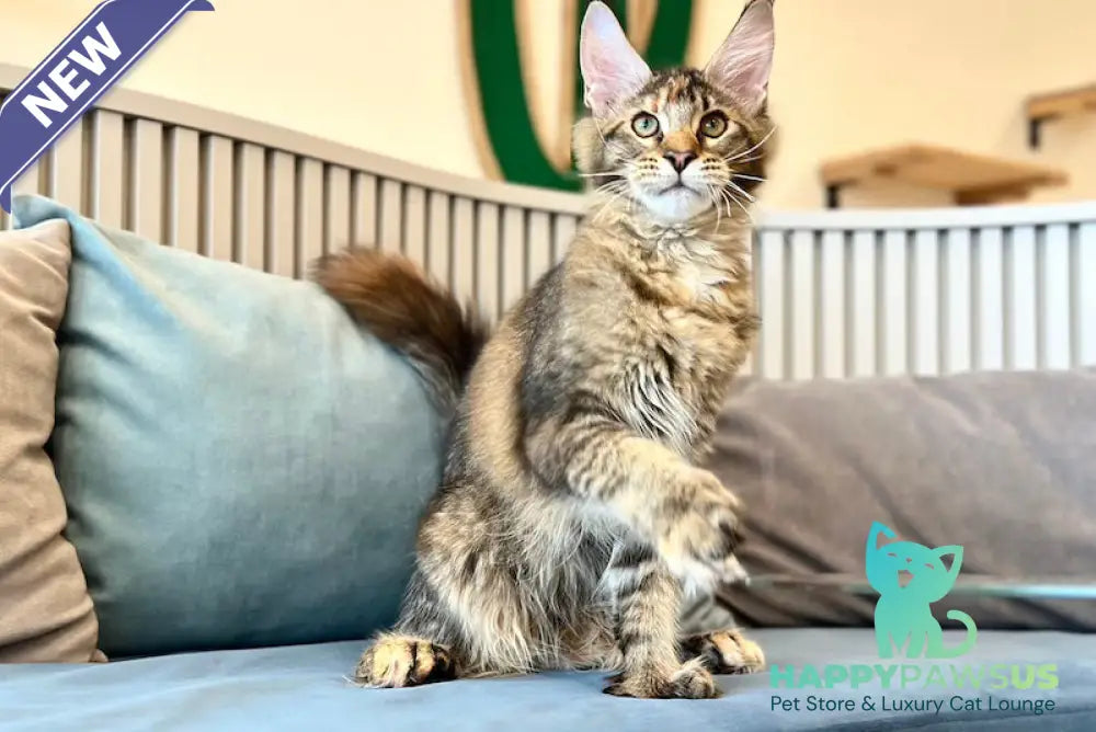 Dara Maine Coon polydactyl female tortie ticked tabby - live animals