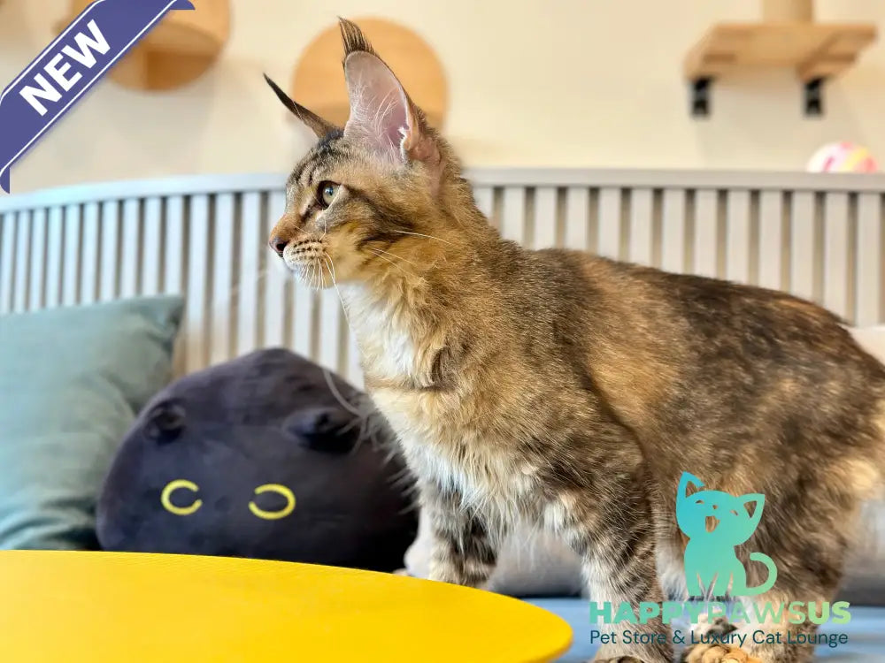 Dara Maine Coon polydactyl female tortie ticked tabby - live animals