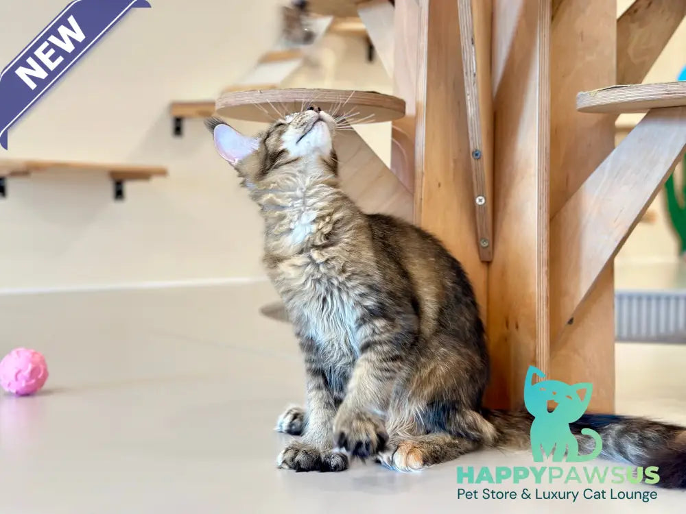 Dara Maine Coon polydactyl female tortie ticked tabby - live animals