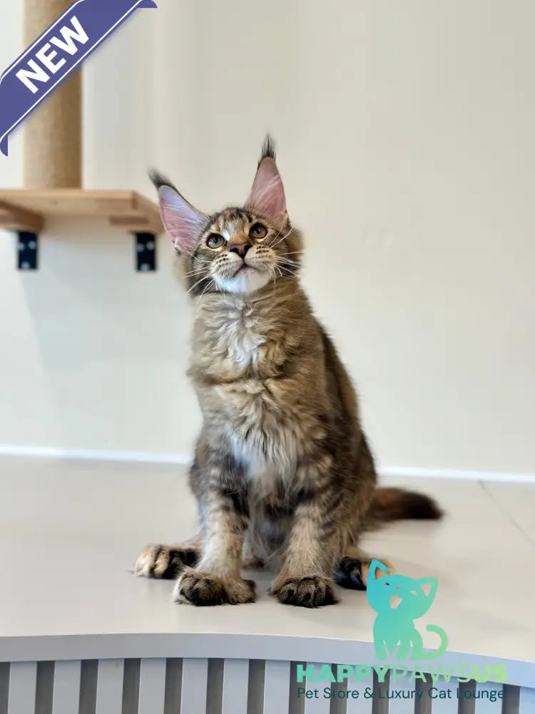 Dara Maine Coon polydactyl female tortie ticked tabby - live animals