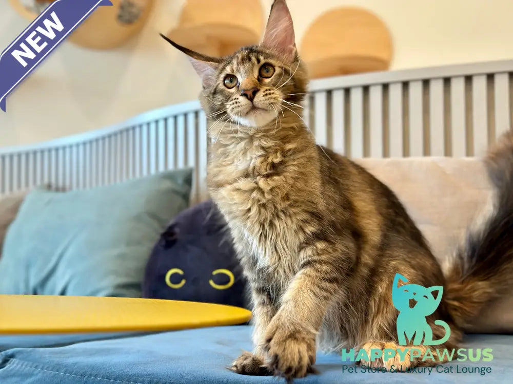 Dara Maine Coon polydactyl female tortie ticked tabby - live animals