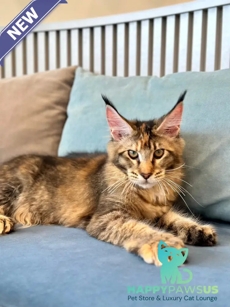 Dara Maine Coon polydactyl female tortie ticked tabby - live animals