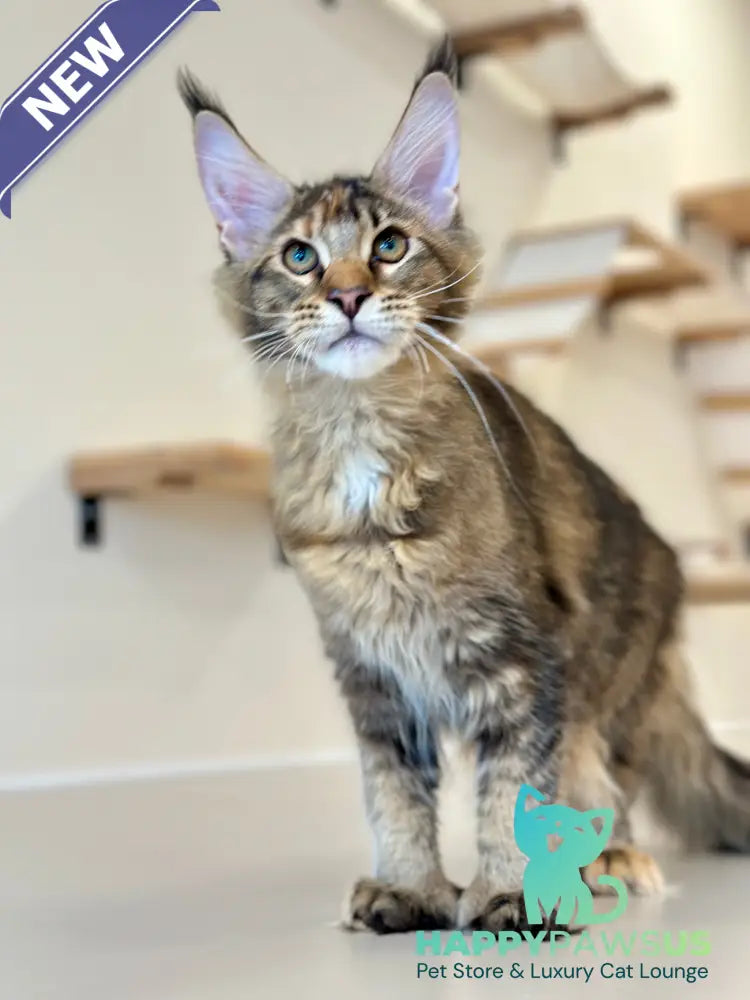 Dara Maine Coon polydactyl female tortie ticked tabby - live animals