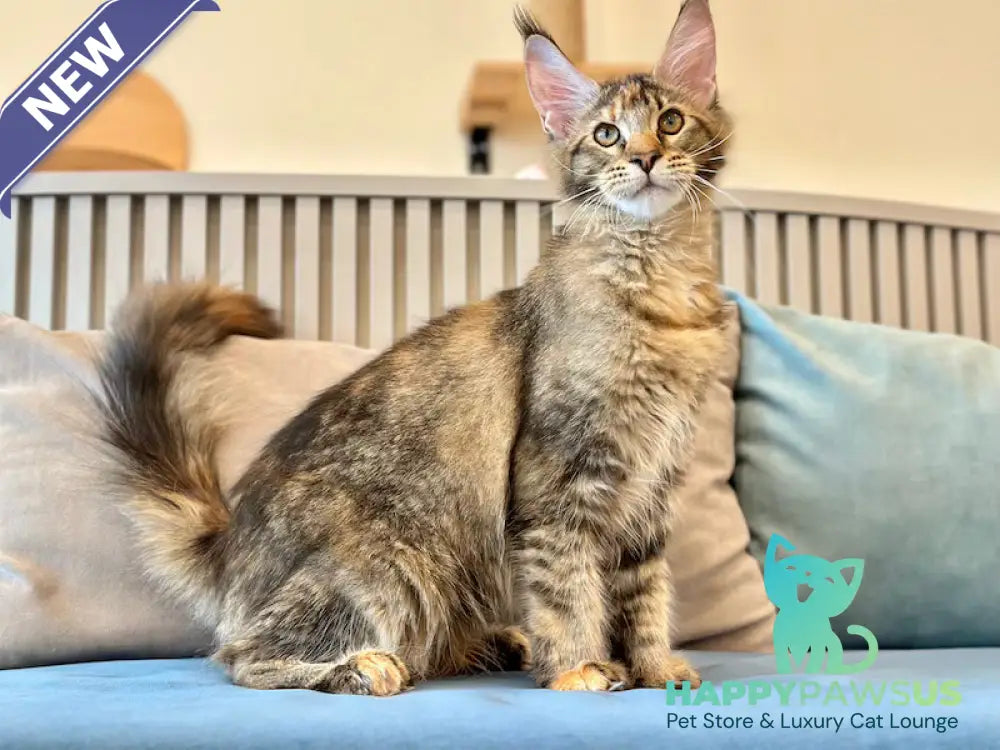 Dara Maine Coon polydactyl female tortie ticked tabby - live animals
