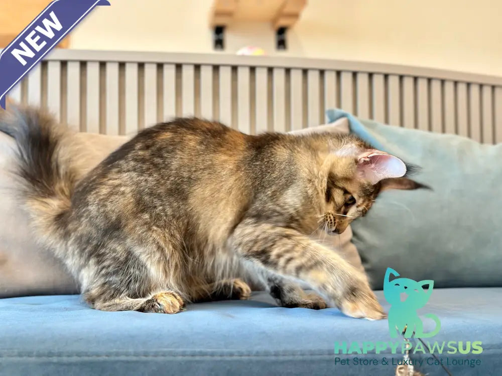 Dara Maine Coon polydactyl female tortie ticked tabby - live animals