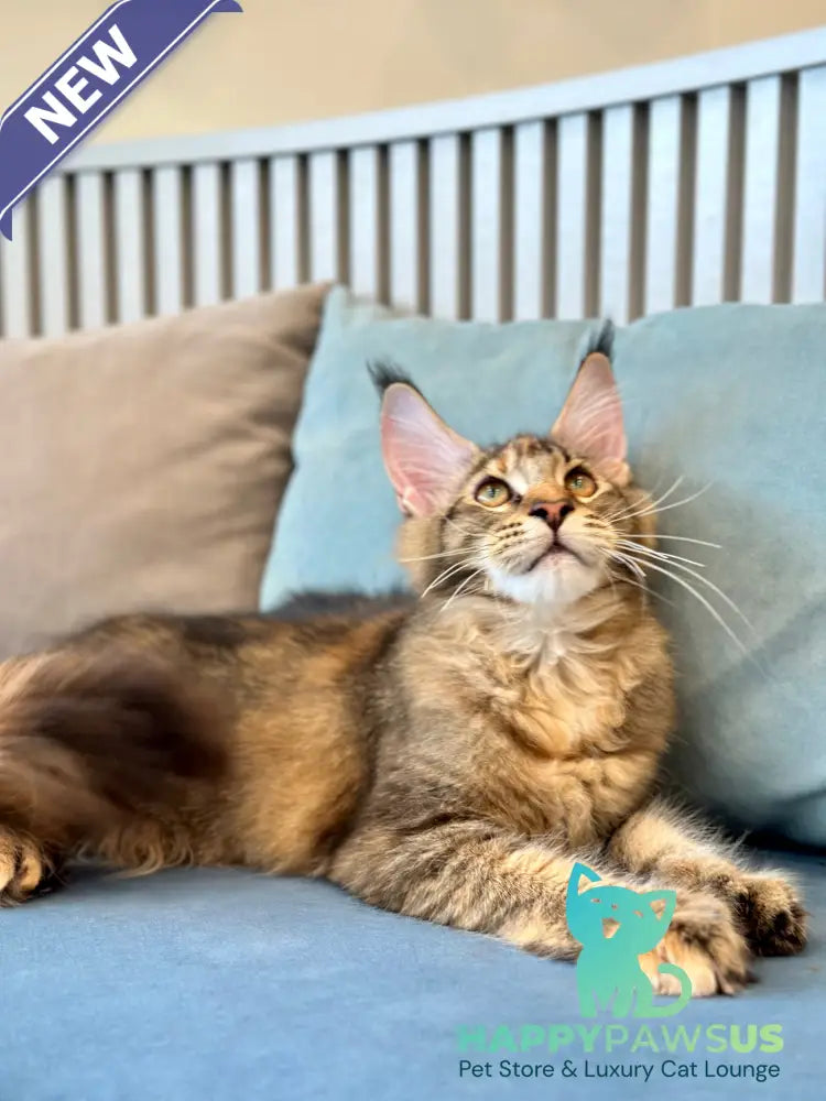 Dara Maine Coon polydactyl female tortie ticked tabby - live animals