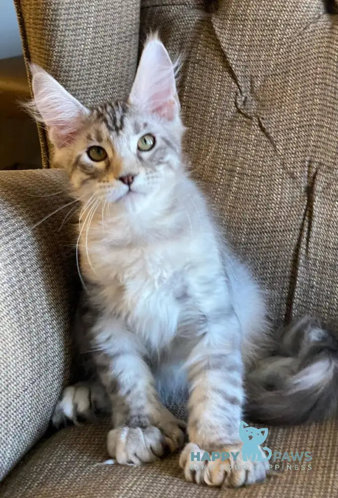 Darchi Maine Coon polydactyl male black silver tabby live animals