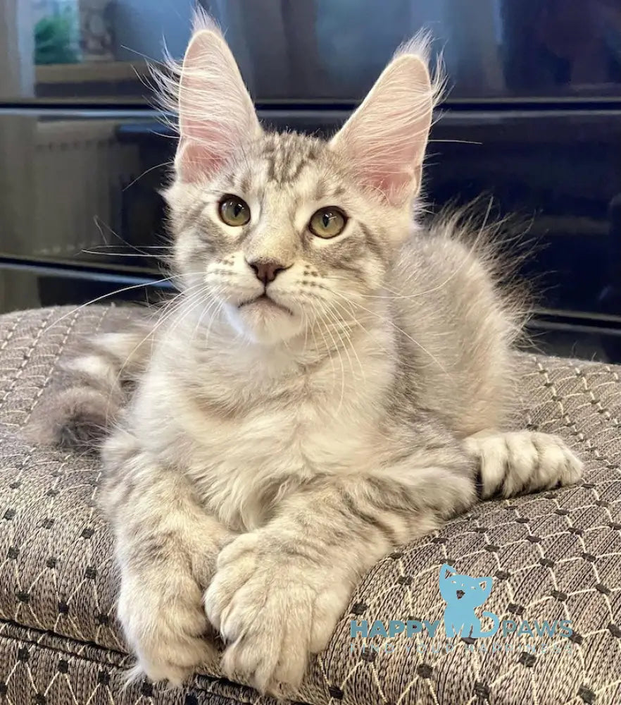 Darchi Maine Coon polydactyl male black silver tabby live animals