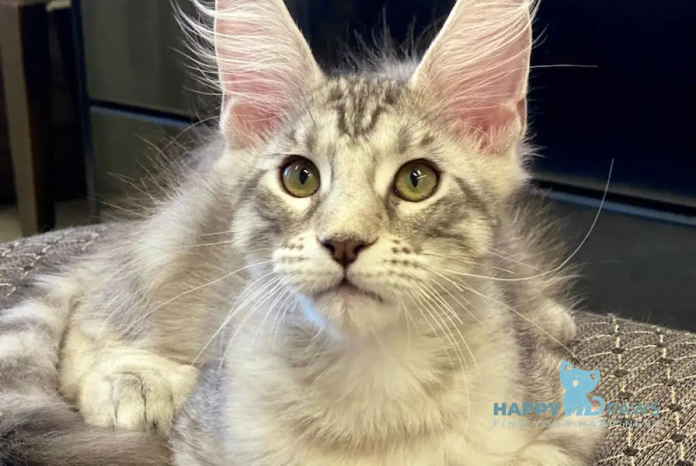 Darchi Maine Coon polydactyl male black silver tabby live animals