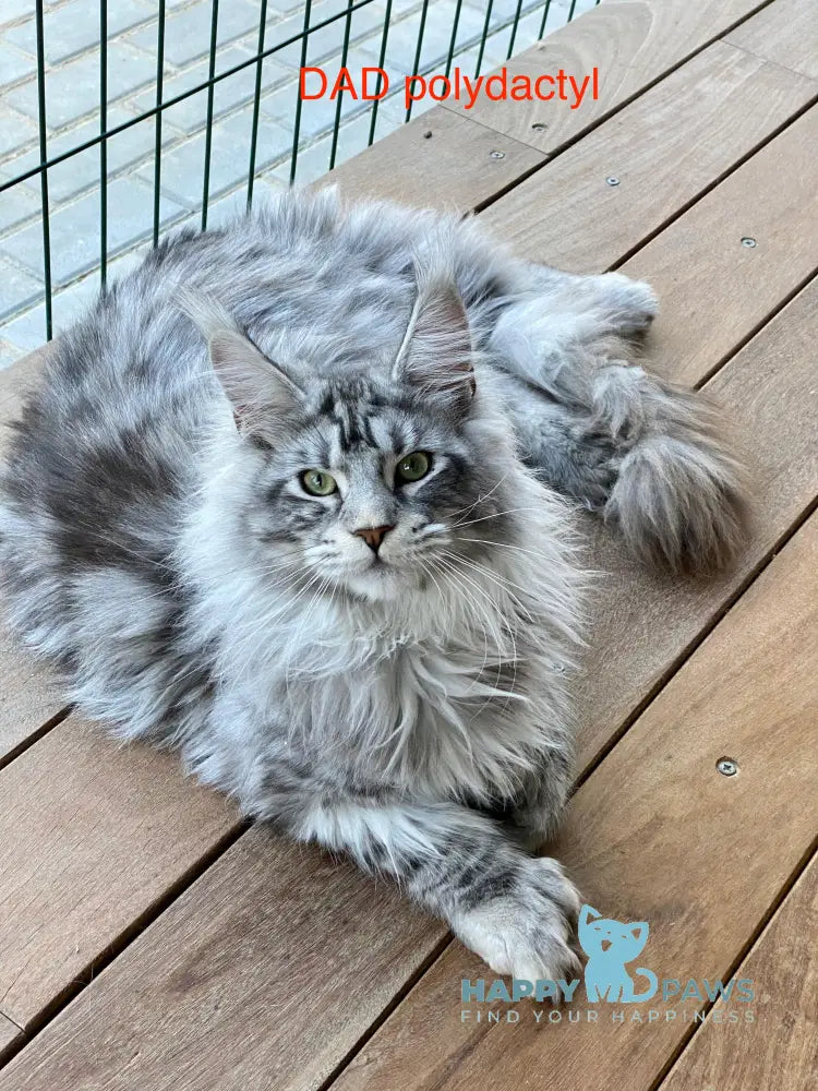 Darchi Maine Coon polydactyl male black silver tabby live animals