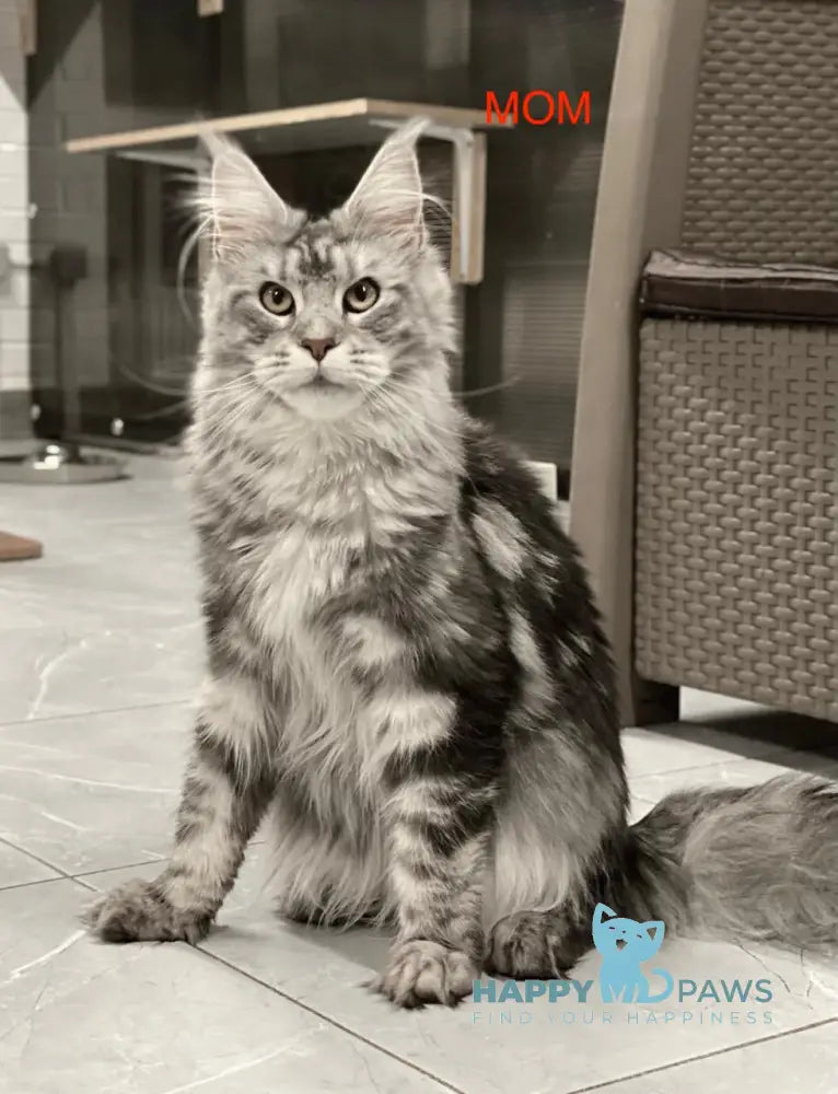 Darchi Maine Coon polydactyl male black silver tabby live animals